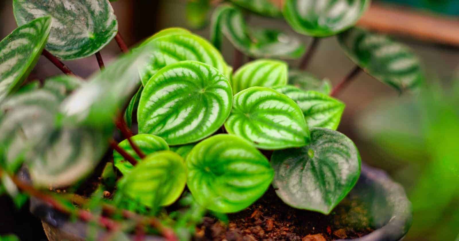 peperomia how to care and grow