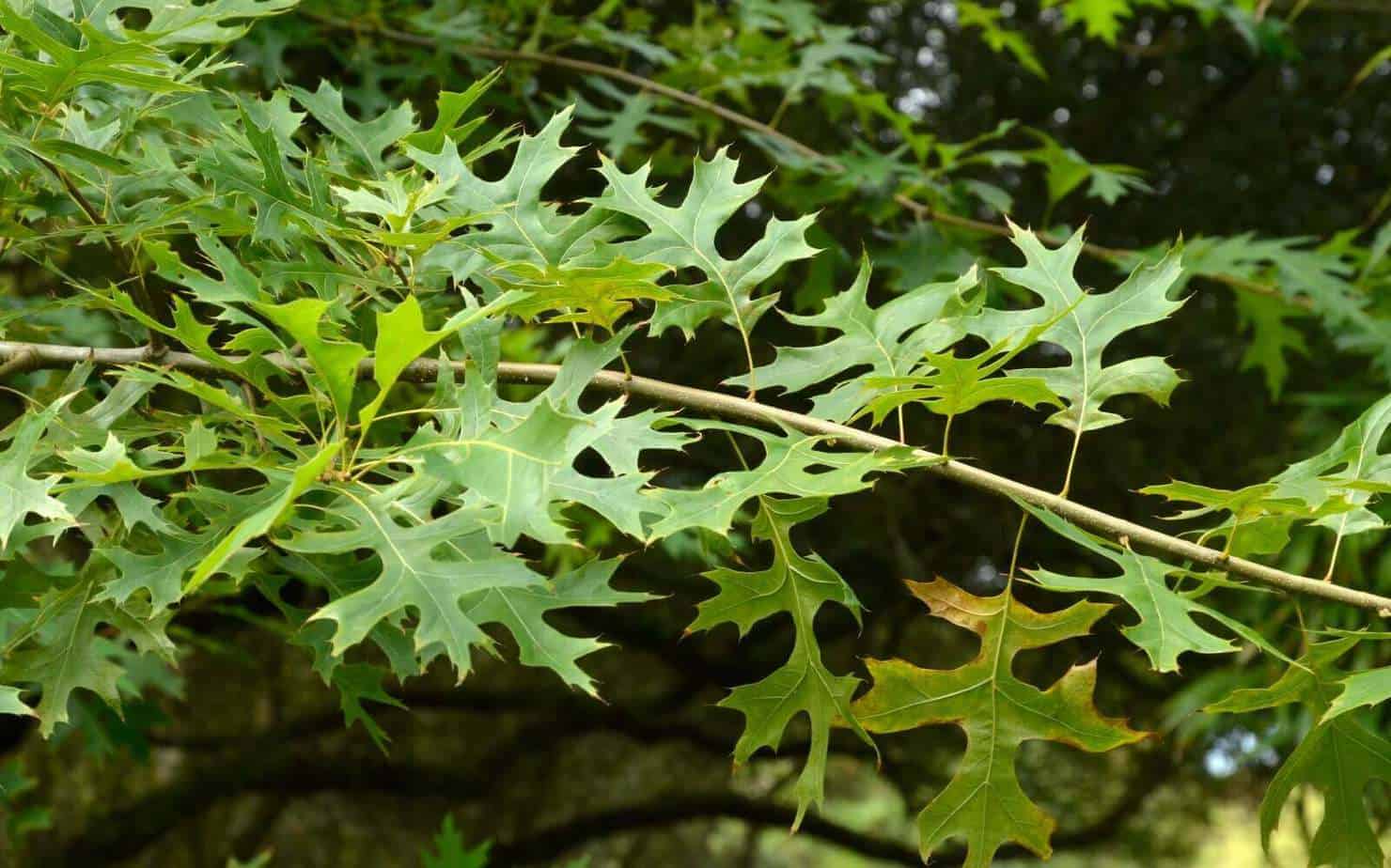 Complete Guide On Identifying Oak Leaves And Tree (With Pictures)