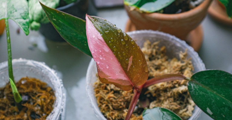 Pink Princess Philodendron: The Ultimate Guide to Plant, Grow, and  Care