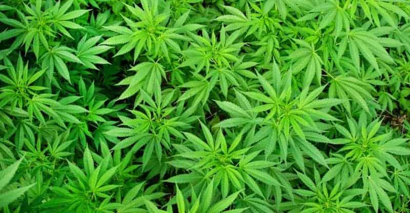 Plants that grow like marijuana