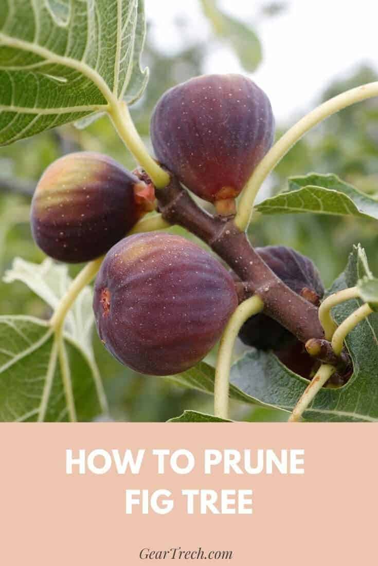 A Complete Guide To Growing And Pruning Fig Trees (Edible Type ...