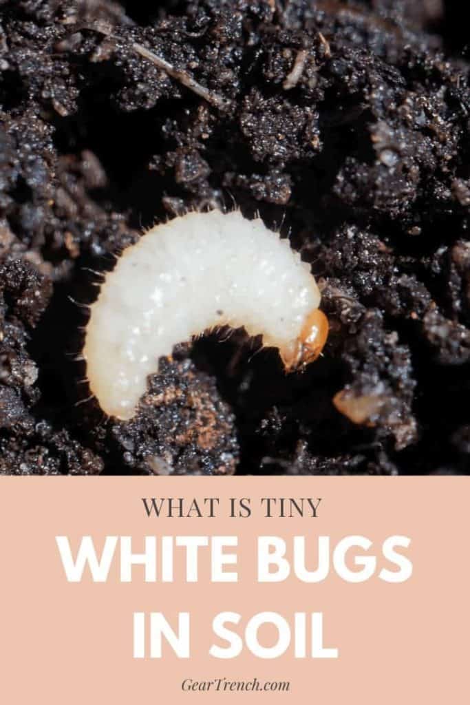 Tiny White Bugs In Soil: How To Remove And Stop Them Returning | GearTench