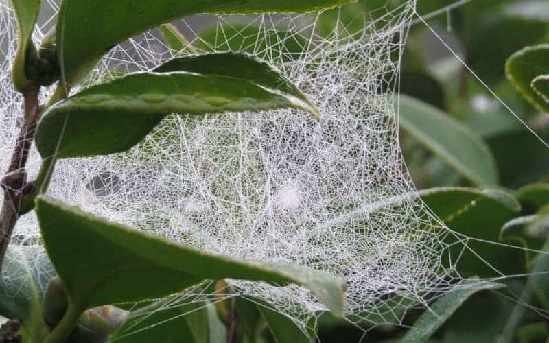 spider web in yard
