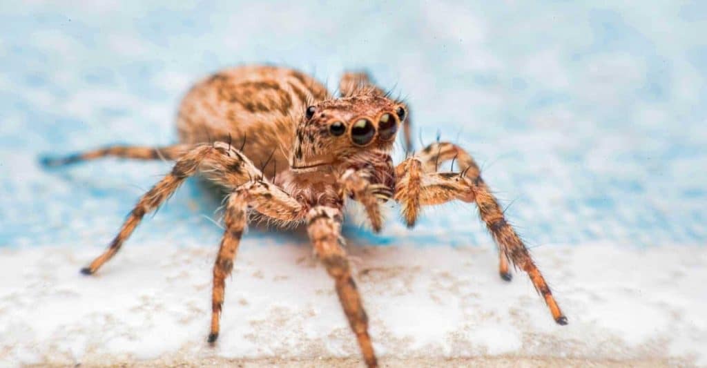 how-to-keep-spiders-away-from-home-21-effective-natural-ways