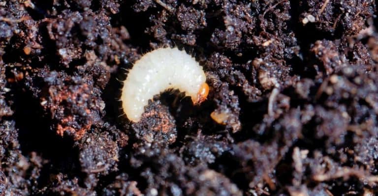 Tiny White Bugs in Soil: How to Remove and Stop Them Returning