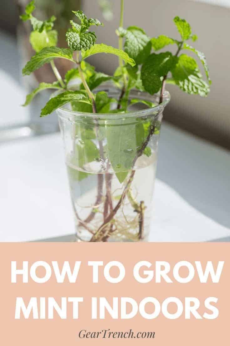 How To Grow Mint Indoors: With Easy Step-by-Step Method