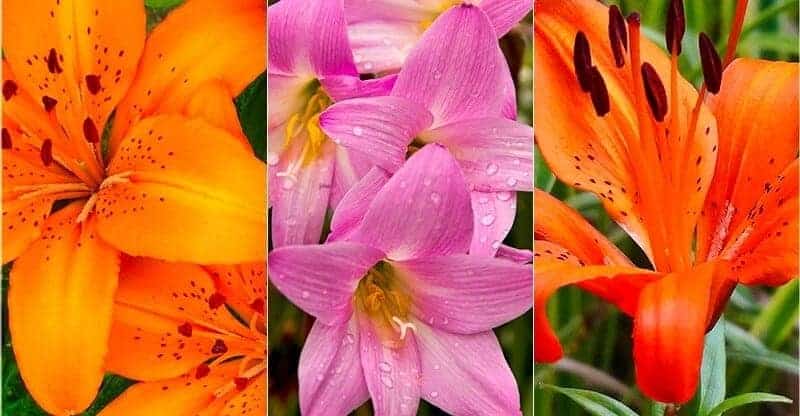types of lilies