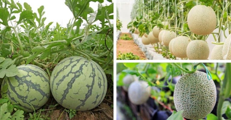 27 Types of Melons You Should Grow (With Pictures)