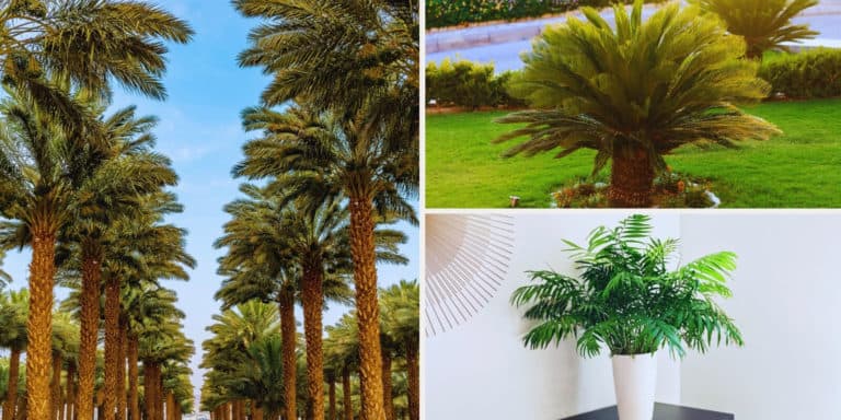 23 Most Popular Types of Palm Trees with Pictures