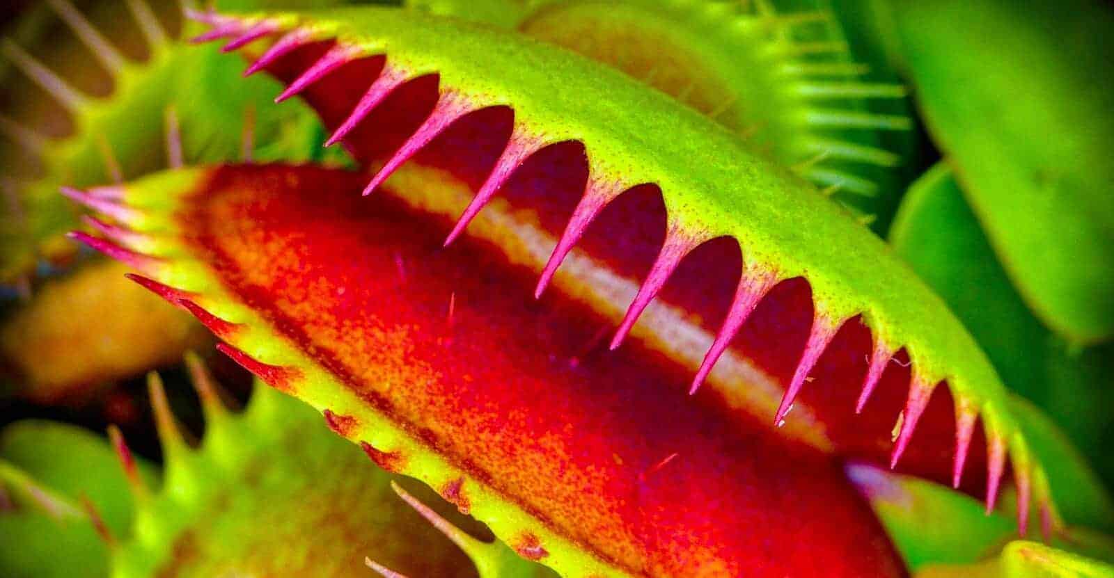 venus flytrap care