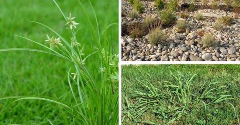 9 Weeds That Look Like Grass (with Pictures)