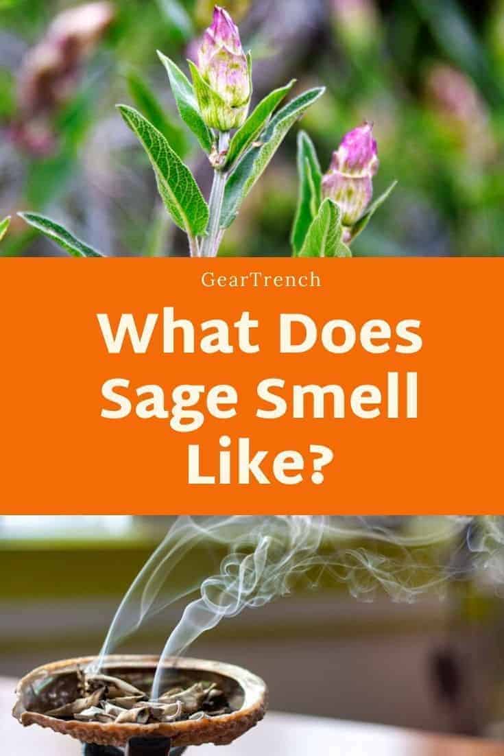 What Does Sage Smell Like? Everything You Have to Know About it