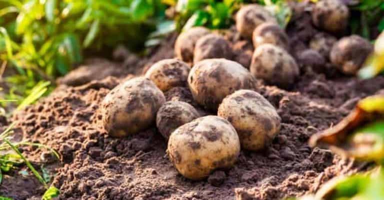 When to Harvest Potatoes to Get the Most of It