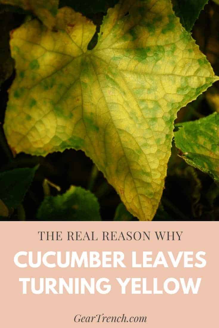 Why Your Cucumber Leaves Turning Yellow (and How To Fix It)