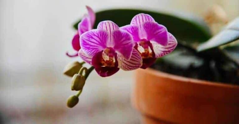 The 5 Best Orchid Pots for a Beautiful Home in 2023