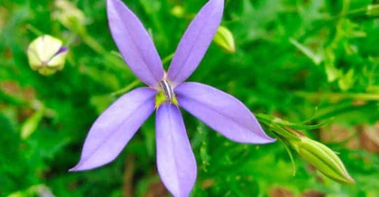 Blue Star Creeper: A Complete Guide on How to Plant, Grow and Care