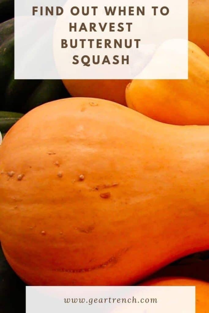 When To Harvest Butternut Squash (Avoid Plucking Unripe!!) | GearTrench