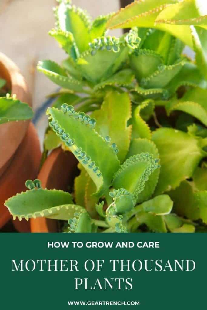 how to grow and care for mother of thousand plant