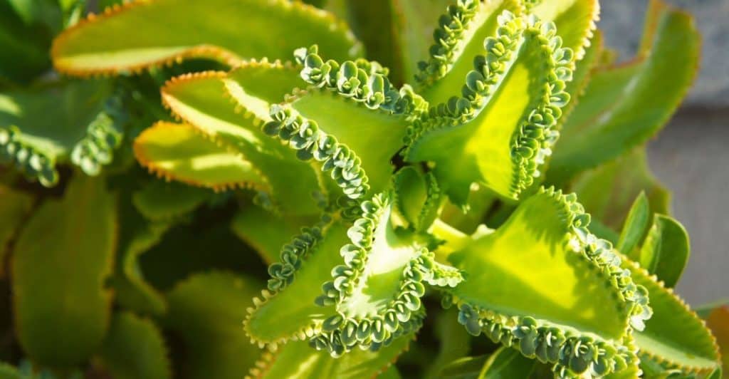 Blue Star Creeper: A Complete Guide On How To Plant, Grow & Care ...