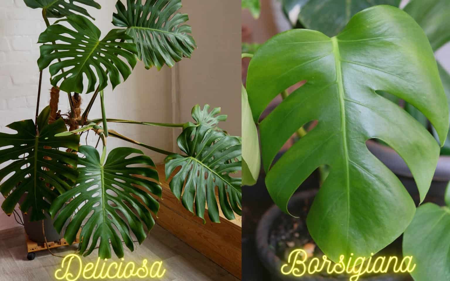 Monstera Borsigiana Vs Deliciosa (What’s The Difference)