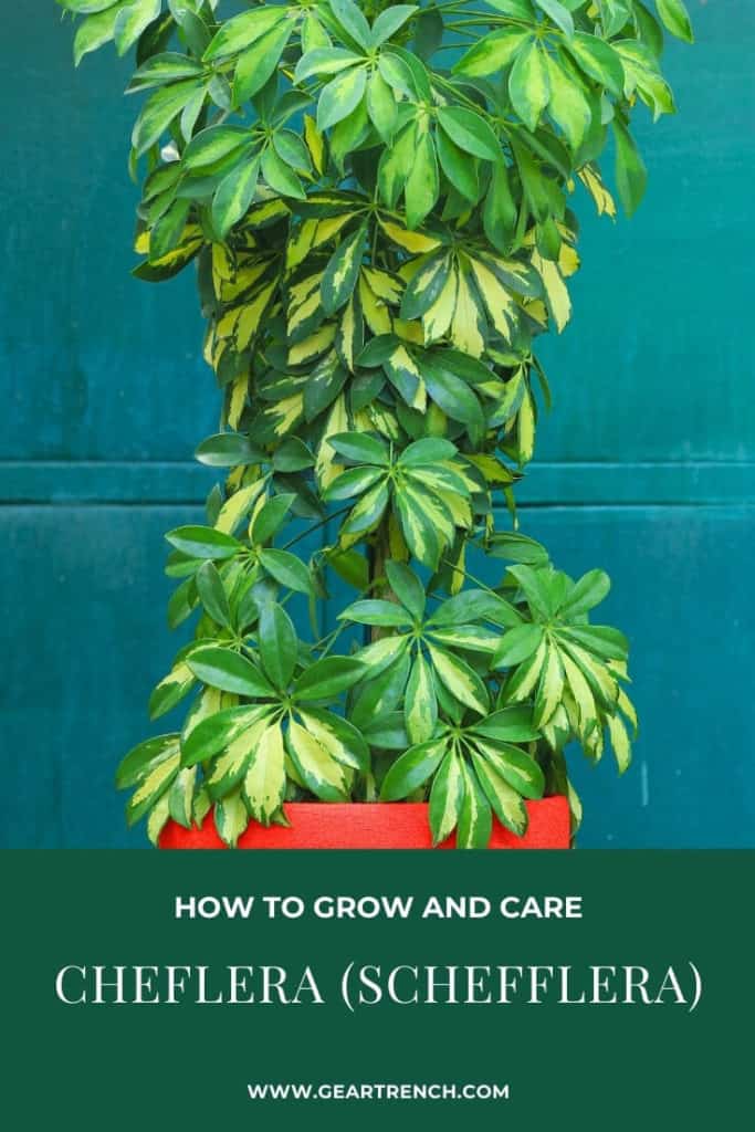 how to care for schefflera plant