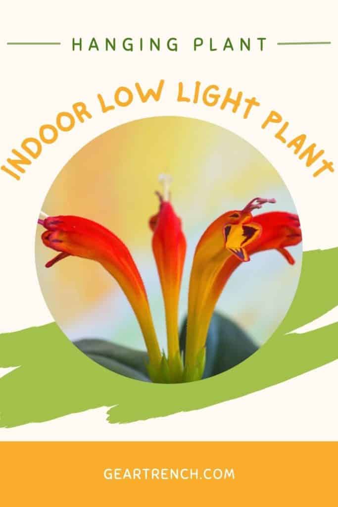 indoor low light plants