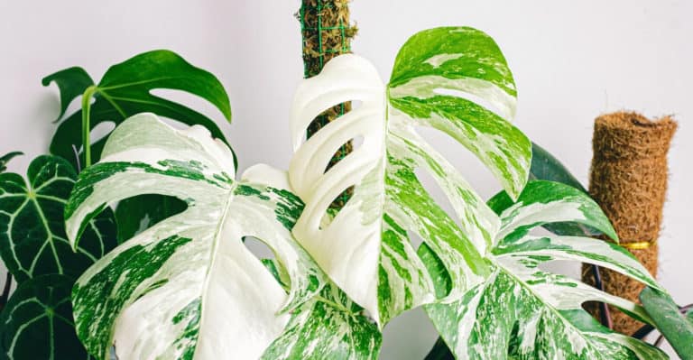How to Grow and Care Monstera Albo (Easy Tips)