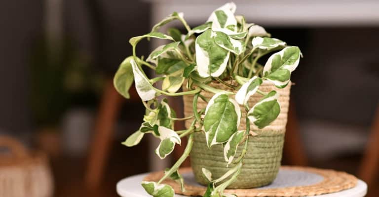 Njoy Pothos: How to Grow and Care (Tips from Experts)