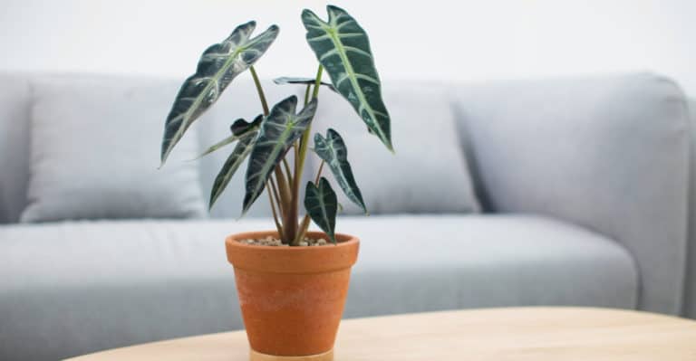Alocasia Pink Dragon: The Perfect Houseplant (Care Tips)