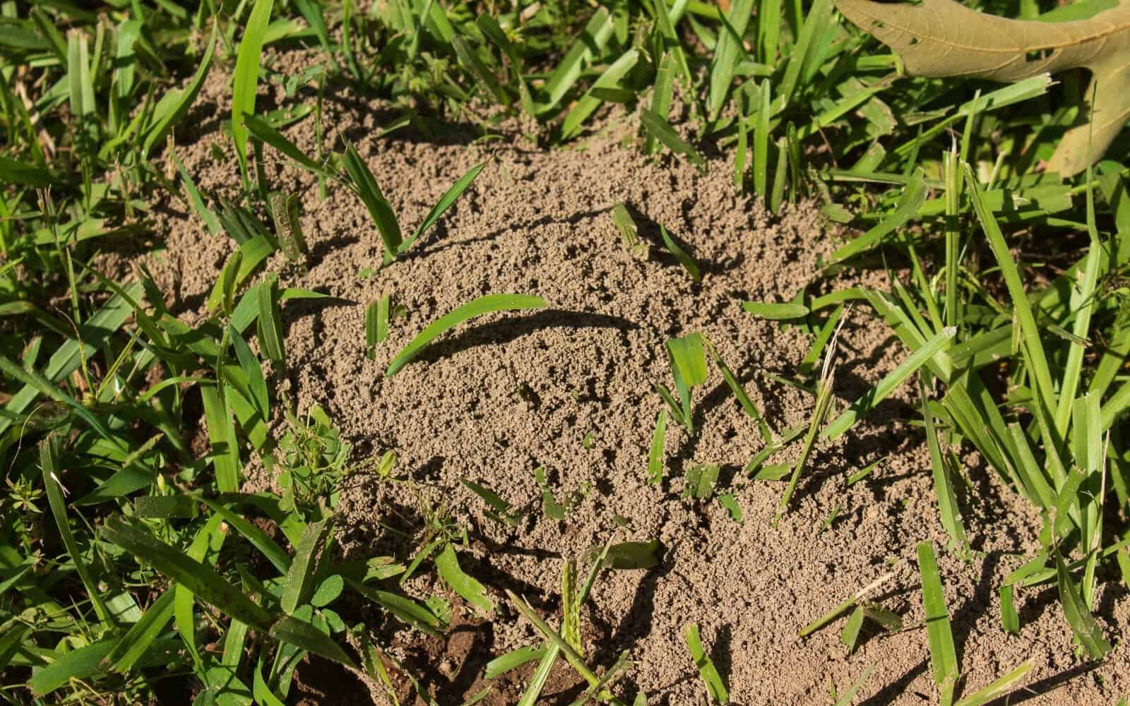 How To Get Rid Of Ants In Grass Naturally (No Damage To Grass)
