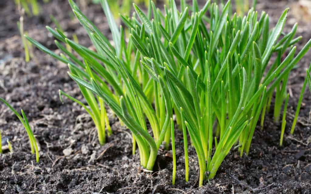 How Long Does It Take Grass Seed To Grow (With Timeline Table)