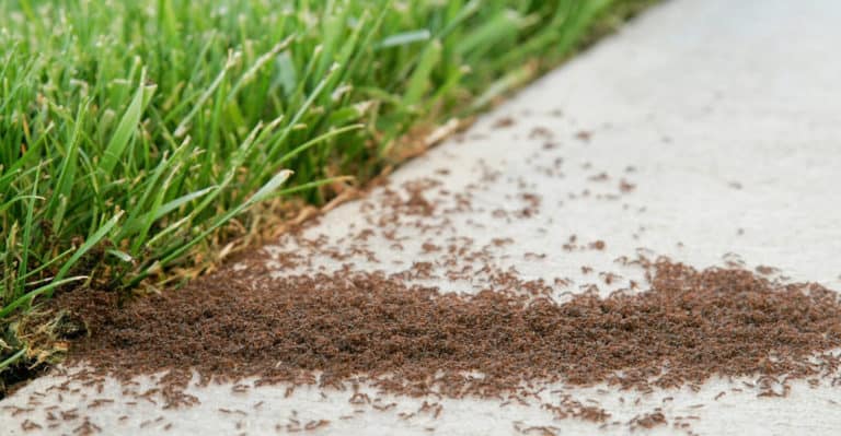 How to Get Rid of Ants in Grass Naturally (No Damage to Grass)
