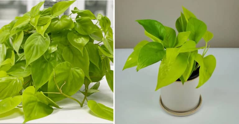 Lemon Lime Philodendron vs. Neon Pothos (Difference explained)