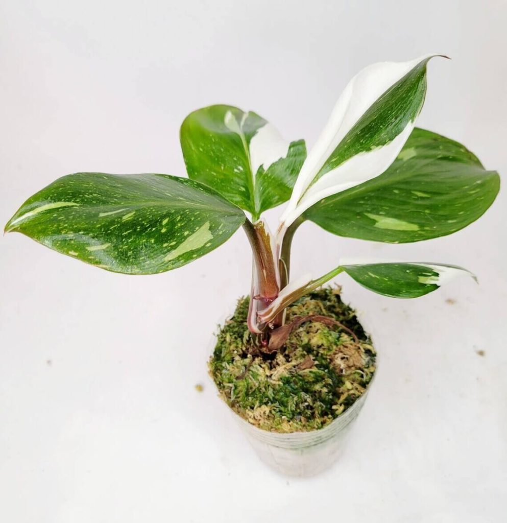 white-knight-plant